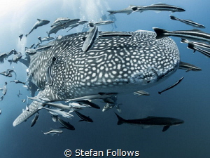 Ridiculous ... !

Whale Shark - Rhincodon typus

Sail... by Stefan Follows 